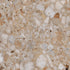 Centura - VENISTONE - Carreau de céramique - GOLD POLI 36 po x 36 po x 10 mm || VGO36P