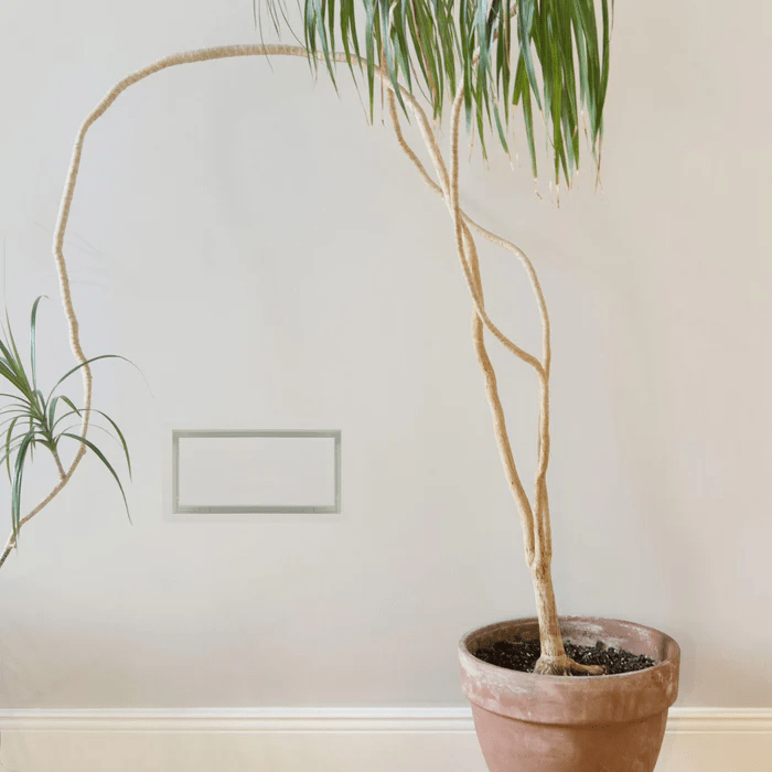 Fittes - Trappe de ventilation murale encadrée Luxe Blanc Satiné 10" x 30-1/4"