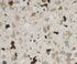 Torginol - Flocons pour epoxy Terrazzo FB4207 cascade 40 lb