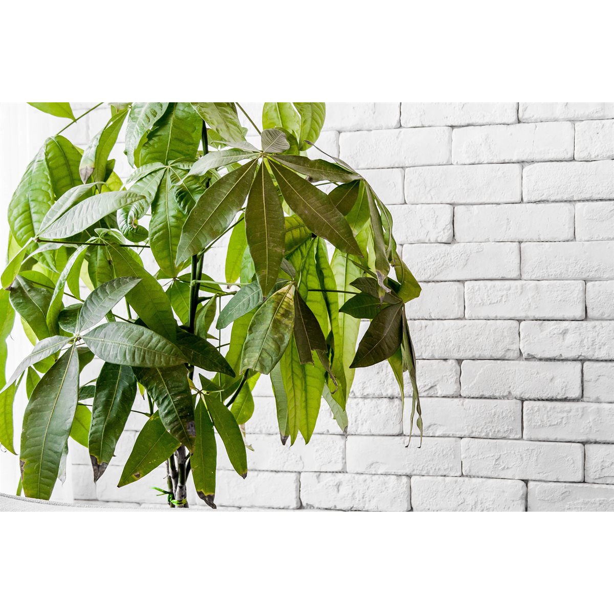 Avalanche Briquette - 10.76 sq. ft. / box