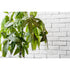 Avalanche Briquette - 10.76 sq. ft. / box